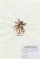 藏品(海木耳)的圖片